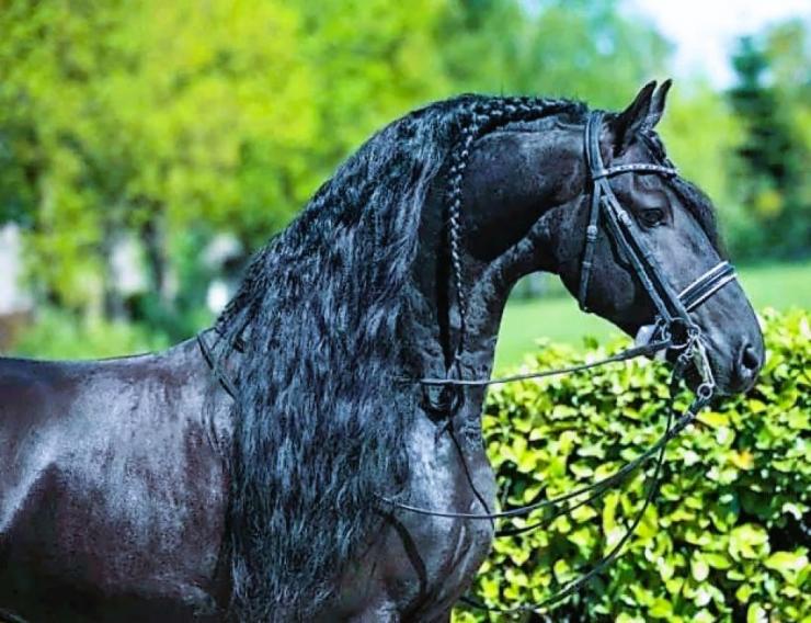 Gallery Photo of ONYX STER SPORT ELITE - #6