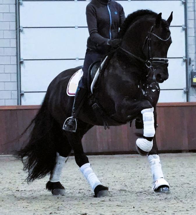 Gallery Photo of ONYX STER SPORT ELITE - #8