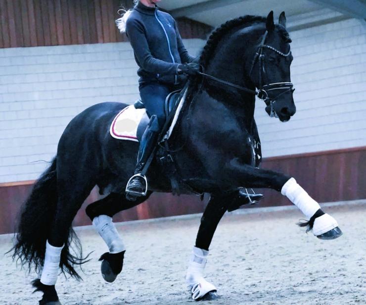 Gallery Photo of ONYX STER SPORT ELITE - #9
