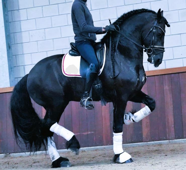 Gallery Photo of ONYX STER SPORT ELITE - #12
