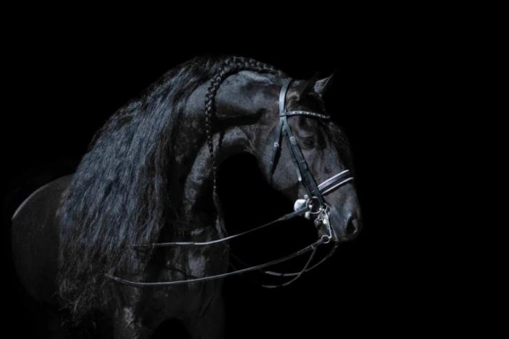 Gallery Photo of ONYX STER SPORT ELITE - #5
