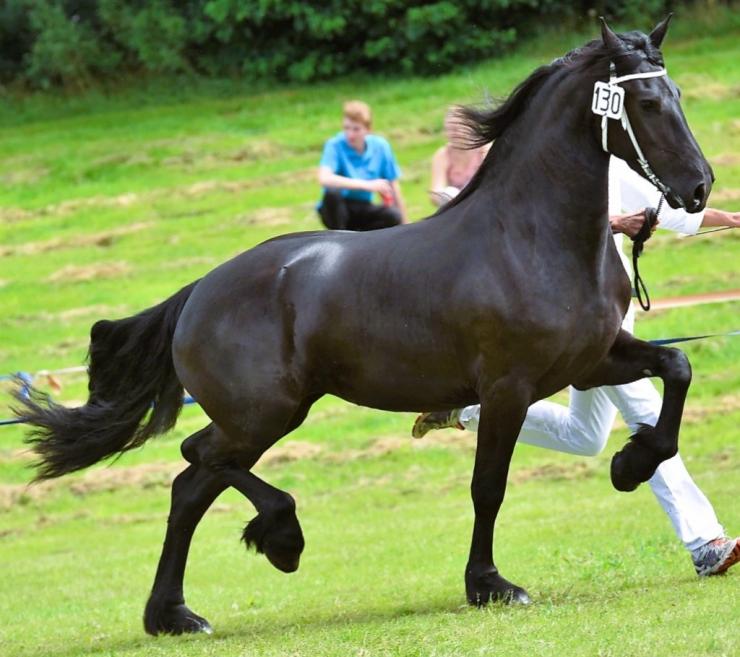 Gallery Photo of PAISLEY STER CROWN - #8