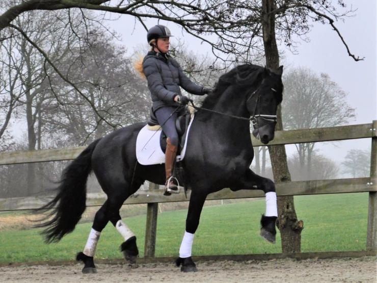 Gallery Photo of Phryso STER and SPORT - #4