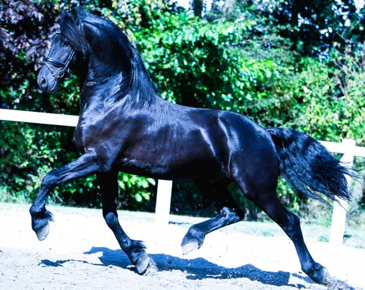 Gallery Photo of EMINENCE STER - #6