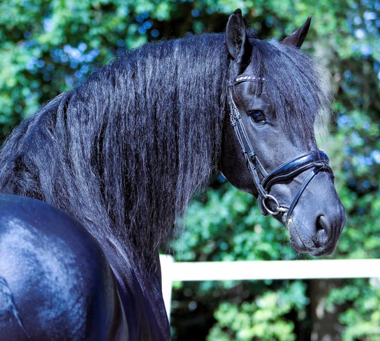 Gallery Photo of EMINENCE STER - #8