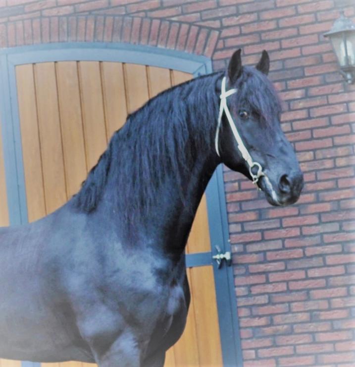 Gallery Photo of Phryso STER and SPORT - #9