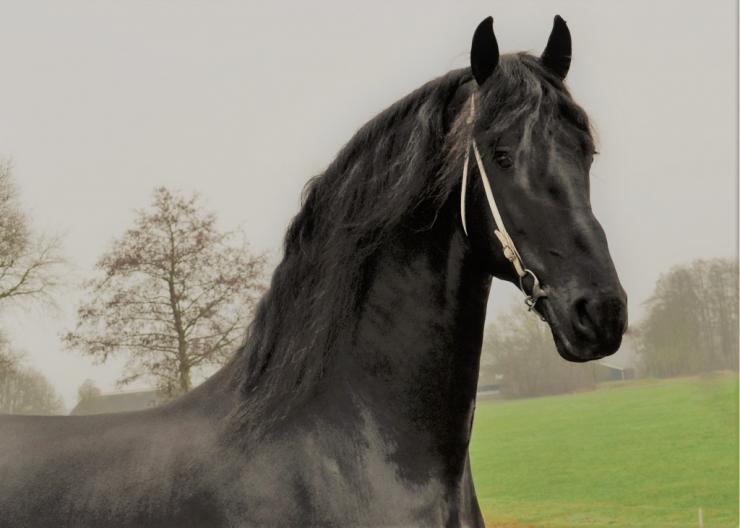 Gallery Photo of Phryso STER and SPORT - #3