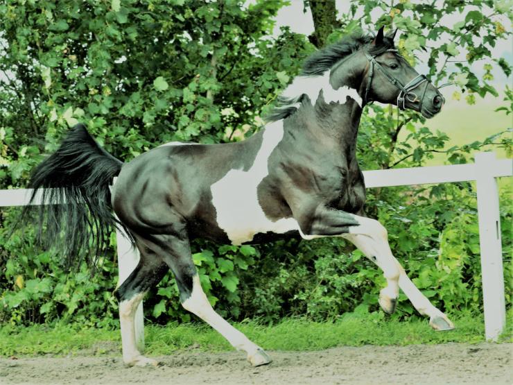Gallery Photo of ROMEO XX 28 - #2