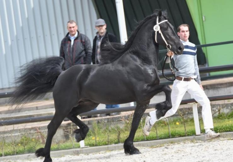 Gallery Photo of Pinot Noir STER SPORT - #27
