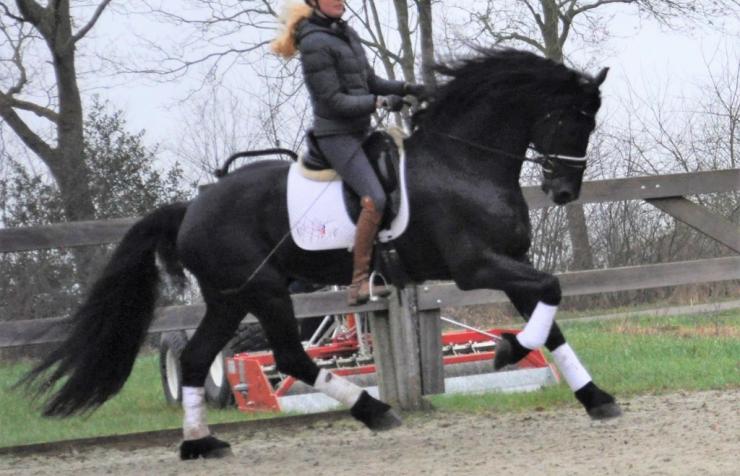 Gallery Photo of Phryso STER and SPORT - #10