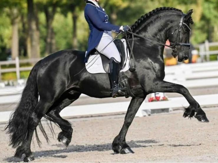 Gallery Photo of WILLEM SPORT ELITE - #8
