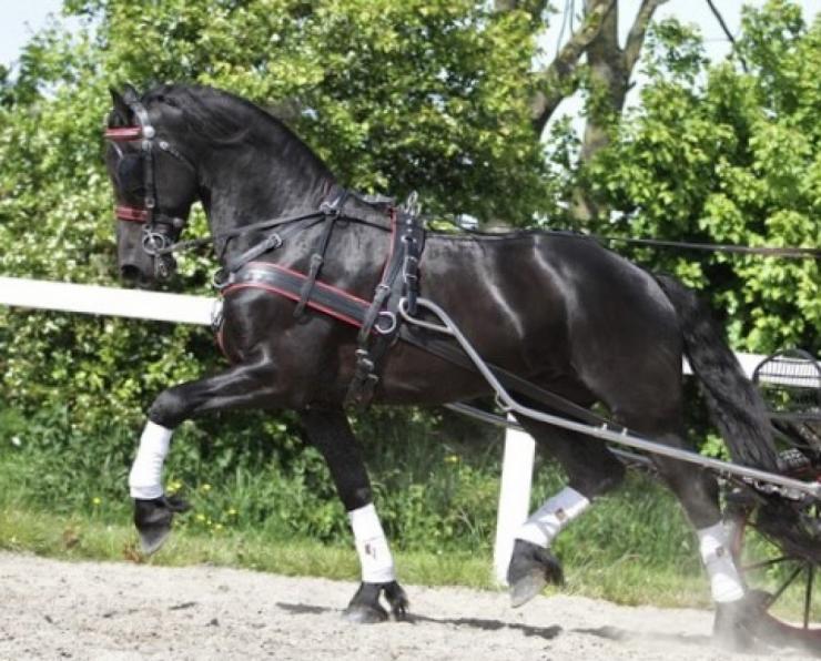 Gallery Photo of REMY - #15