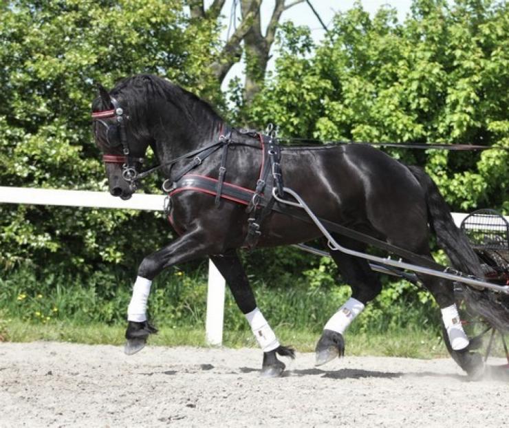 Gallery Photo of REMY - #14