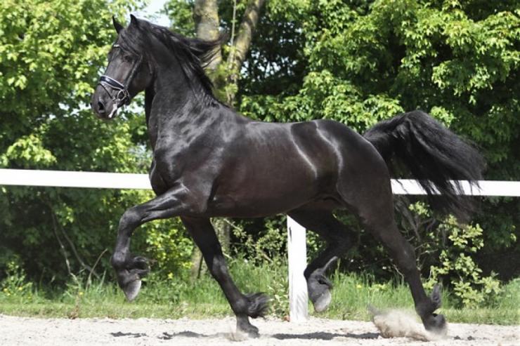 Gallery Photo of REMY - #7