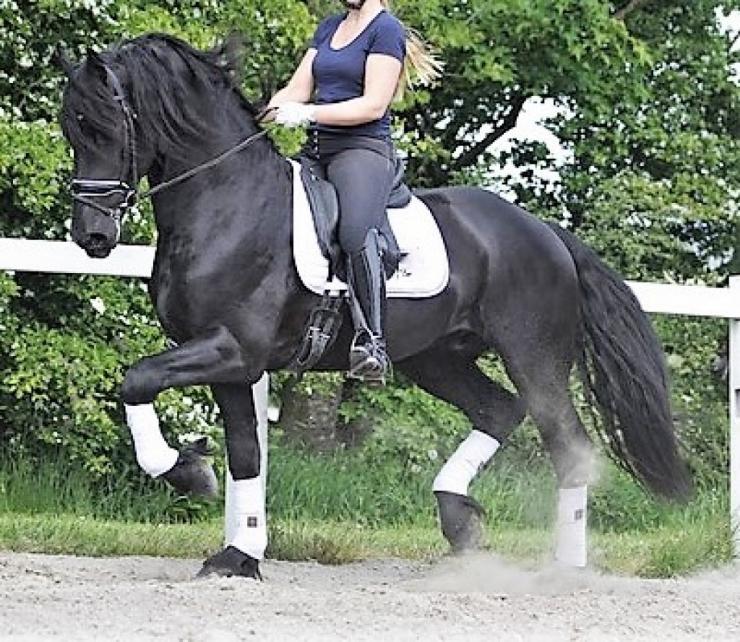 Gallery Photo of REMY - #5