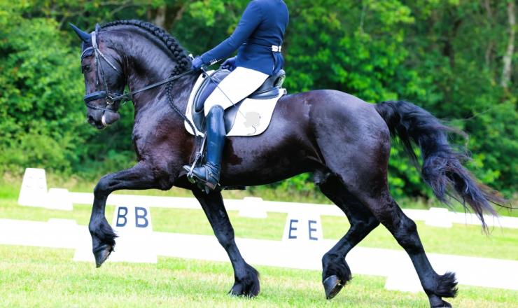 Gallery Photo of RONAN STER SPORT - #21