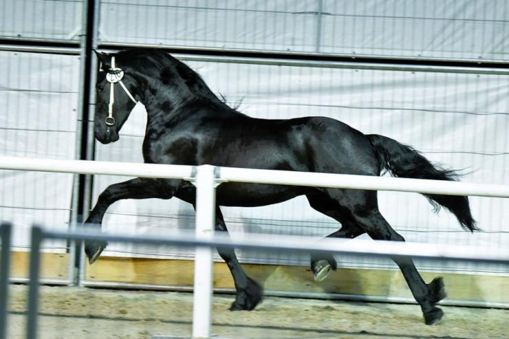 Gallery Photo of RONAN STER SPORT - #12