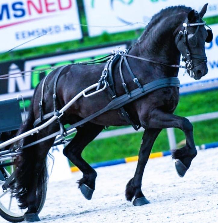 Gallery Photo of RONAN STER SPORT - #11