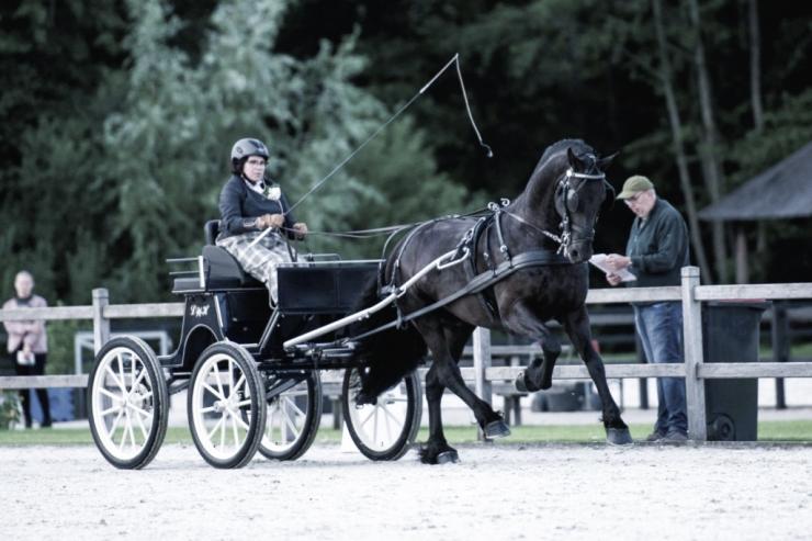 Gallery Photo of RONAN STER SPORT - #8