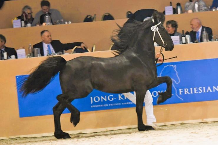 Gallery Photo of RONAN STER SPORT - #3