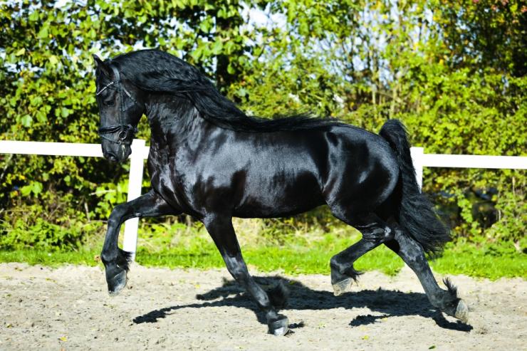 Gallery Photo of RONAN STER SPORT - #27