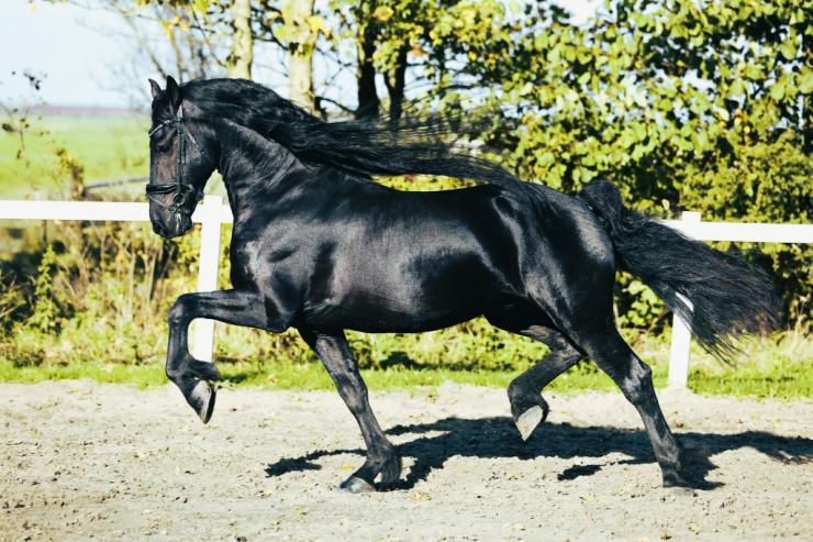 Gallery Photo of RONAN STER SPORT - #28