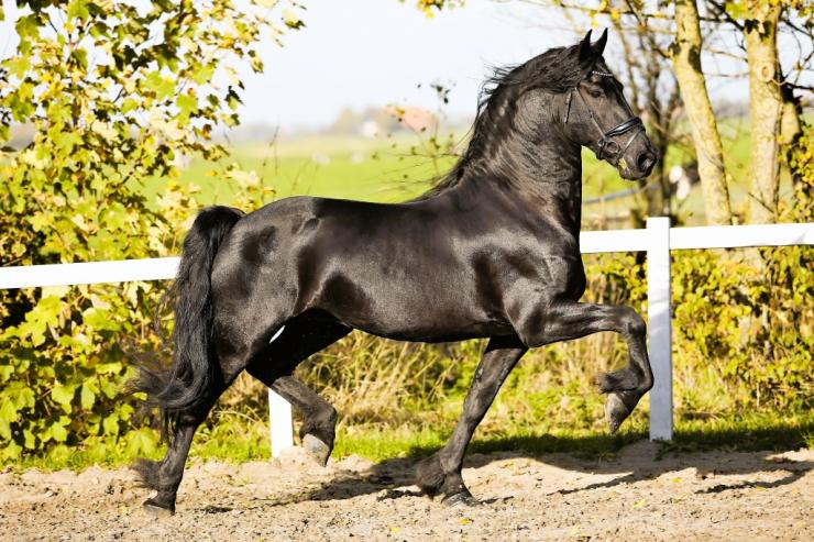 Gallery Photo of RONAN STER SPORT - #30
