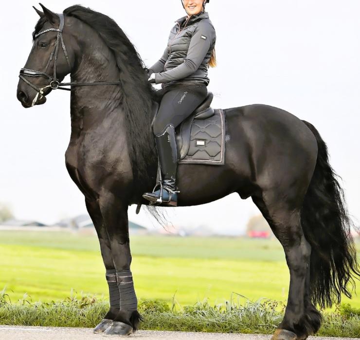 Gallery Photo of RONAN STER SPORT - #32