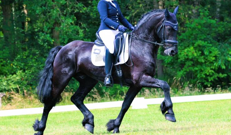 Gallery Photo of RONAN STER SPORT - #18