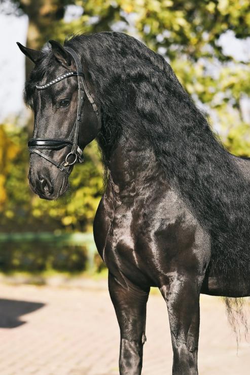 Gallery Photo of RONAN STER SPORT - #37