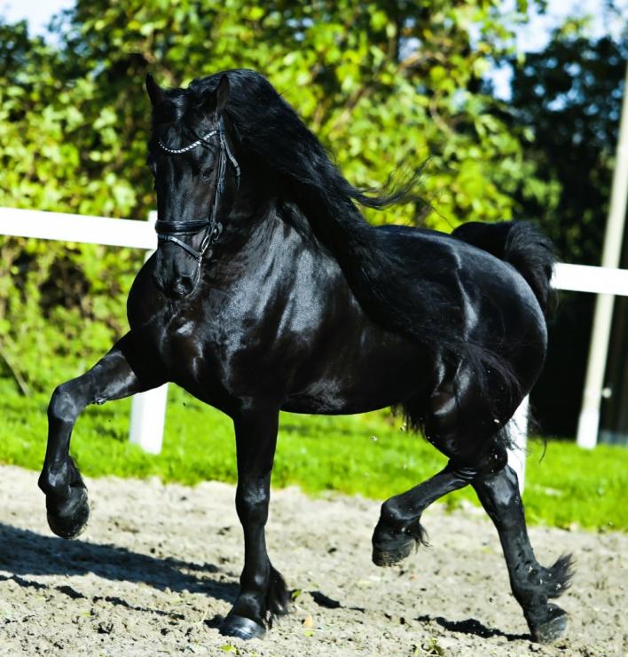 Gallery Photo of RONAN STER SPORT - #40