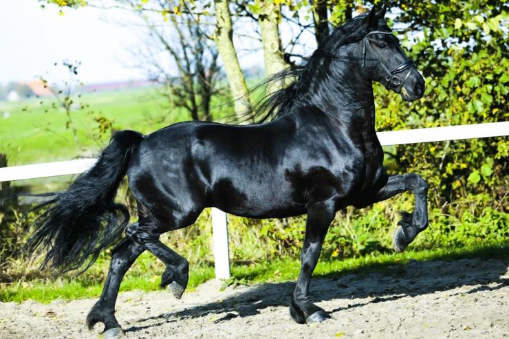 Gallery Photo of RONAN STER SPORT - #44
