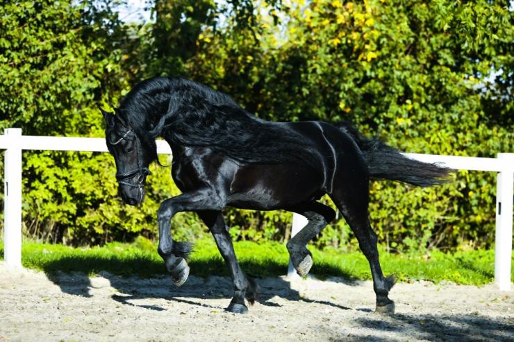 Gallery Photo of RONAN STER SPORT - #45
