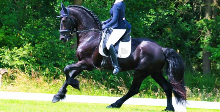 Gallery Photo of RONAN STER SPORT - #17