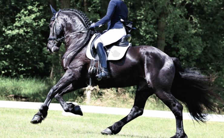 Gallery Photo of RONAN STER SPORT - #15