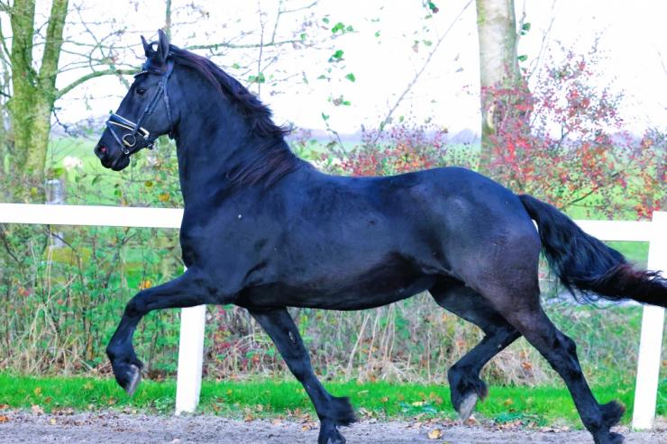 Gallery Photo of SHADAE - #7