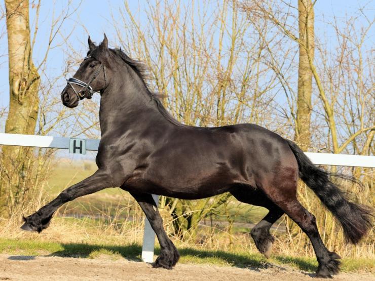 Gallery Photo of SHADAE - #16