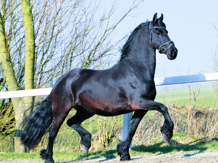 Gallery Photo of SHADAE - #17