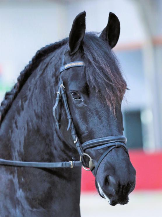 Gallery Photo of SHADAE - #20
