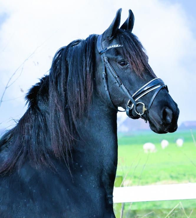 Gallery Photo of SHADAE - #21