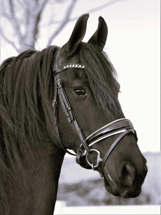 Gallery Photo of SHADAE - #24