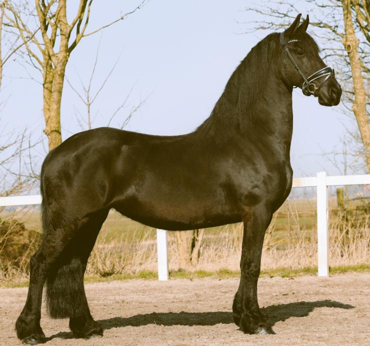 Gallery Photo of SHADAE - #12