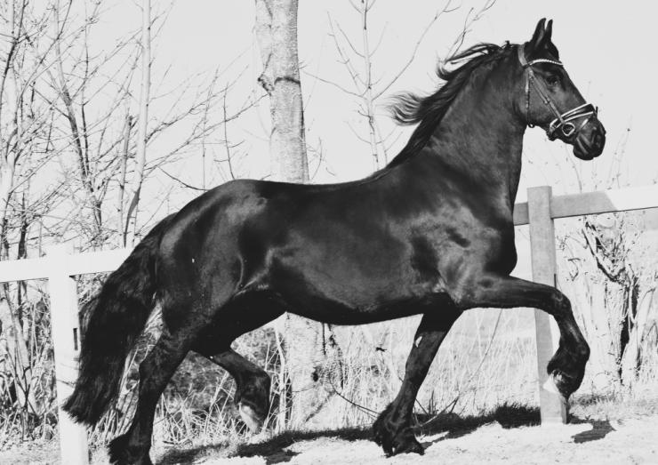 Gallery Photo of SHADAE - #3