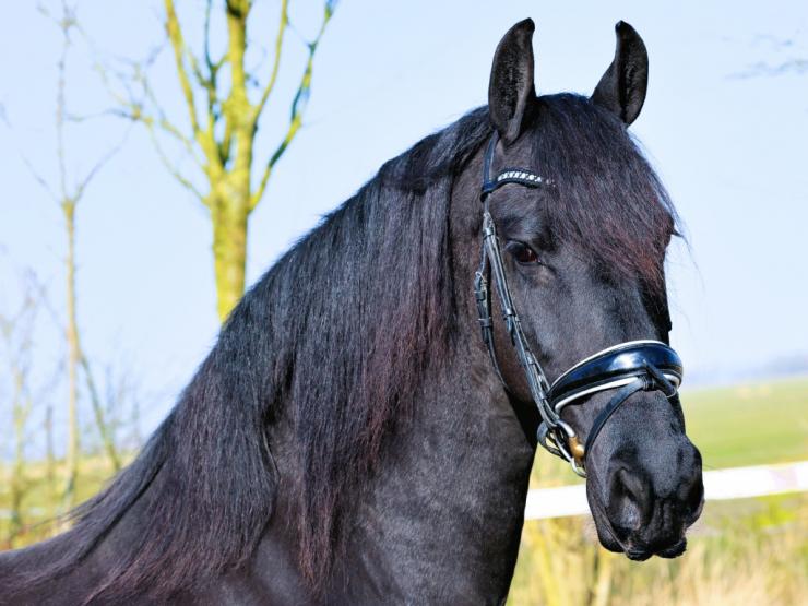 Gallery Photo of SHADAE - #2