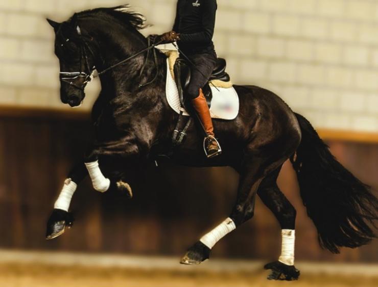 Gallery Photo of SOREN - #1