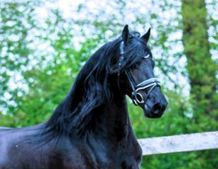 Gallery Photo of SOREN - #2