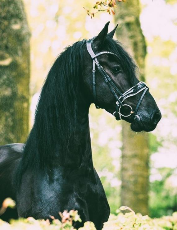 Gallery Photo of SOREN - #10