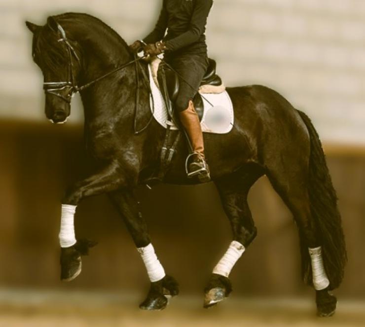 Gallery Photo of SOREN - #12