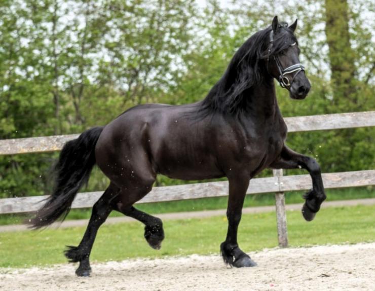 Gallery Photo of SOREN - #13