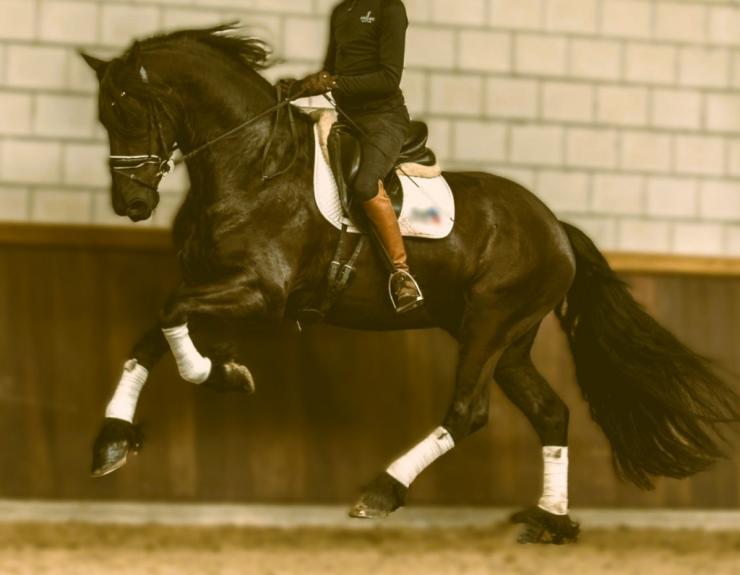 Gallery Photo of SOREN - #14